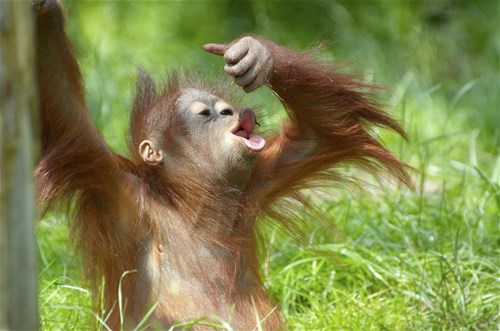 Sabah Encounter